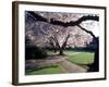 Cherry Blooms at the University of Washington, Seattle, Washington, USA-William Sutton-Framed Photographic Print