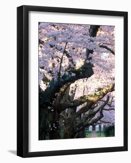 Cherry Blooms at the University of Washington, Seattle, Washington, USA-William Sutton-Framed Photographic Print