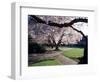 Cherry Blooms at the University of Washington, Seattle, Washington, USA-William Sutton-Framed Photographic Print