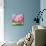 Cherry Blooms II-Blue Fish-Mounted Art Print displayed on a wall