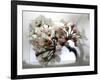 Cherry Blooms-Karen Williams-Framed Photographic Print