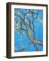 CHERRY BLOSSOM #1-ALLAYN STEVENS-Framed Art Print