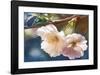 Cherry Blossom 2-Leda Robertson-Framed Giclee Print