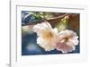 Cherry Blossom 2-Leda Robertson-Framed Giclee Print