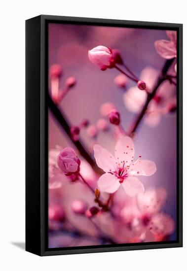 Cherry Blossom 2-Philippe Sainte-Laudy-Framed Stretched Canvas