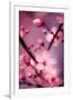 Cherry Blossom 2-Philippe Sainte-Laudy-Framed Premium Photographic Print