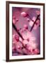 Cherry Blossom 2-Philippe Sainte-Laudy-Framed Premium Photographic Print