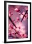 Cherry Blossom 2-Philippe Sainte-Laudy-Framed Premium Photographic Print