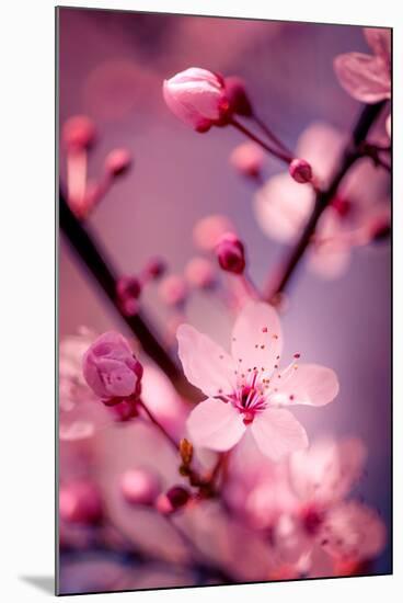 Cherry Blossom 2-Philippe Sainte-Laudy-Mounted Premium Photographic Print