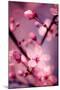 Cherry Blossom 2-Philippe Sainte-Laudy-Mounted Premium Photographic Print