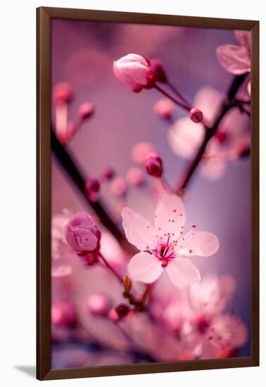 Cherry Blossom 2-Philippe Sainte-Laudy-Framed Photographic Print