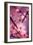 Cherry Blossom 2-Philippe Sainte-Laudy-Framed Photographic Print