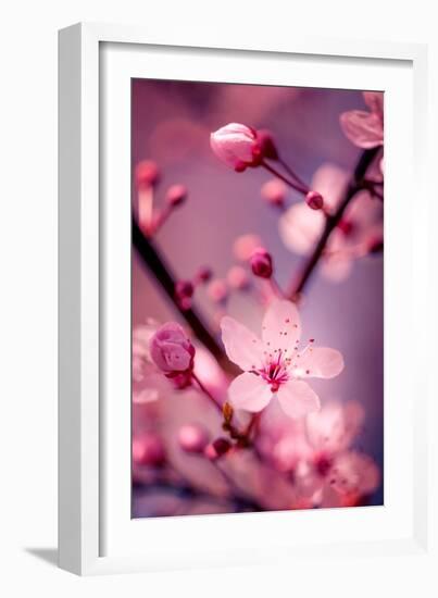 Cherry Blossom 2-Philippe Sainte-Laudy-Framed Photographic Print