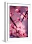 Cherry Blossom 2-Philippe Sainte-Laudy-Framed Photographic Print