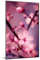 Cherry Blossom 2-Philippe Sainte-Laudy-Mounted Photographic Print