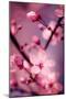 Cherry Blossom 2-Philippe Sainte-Laudy-Mounted Photographic Print