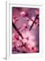 Cherry Blossom 2-Philippe Sainte-Laudy-Framed Photographic Print