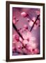 Cherry Blossom 2-Philippe Sainte-Laudy-Framed Photographic Print