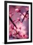 Cherry Blossom 2-Philippe Sainte-Laudy-Framed Photographic Print