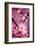 Cherry Blossom 2-Philippe Sainte-Laudy-Framed Photographic Print