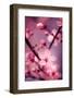 Cherry Blossom 2-Philippe Sainte-Laudy-Framed Photographic Print