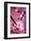Cherry Blossom 2-Philippe Sainte-Laudy-Framed Photographic Print