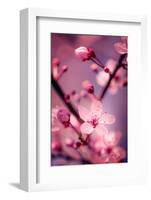 Cherry Blossom 2-Philippe Sainte-Laudy-Framed Photographic Print