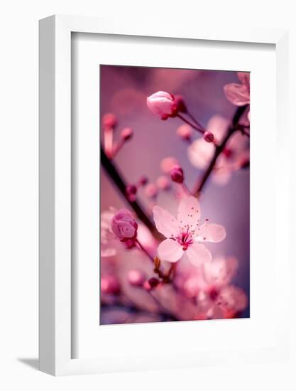 Cherry Blossom 2-Philippe Sainte-Laudy-Framed Photographic Print