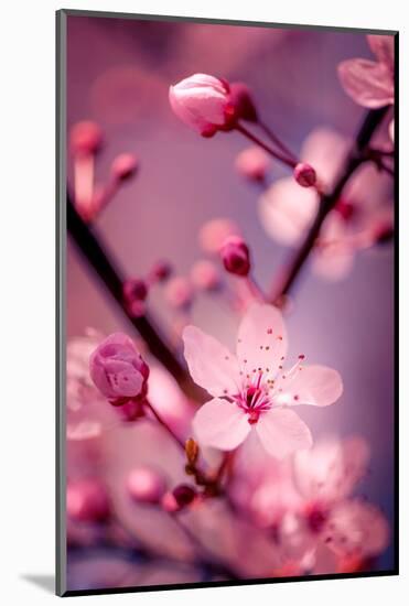Cherry Blossom 2-Philippe Sainte-Laudy-Mounted Photographic Print