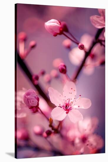 Cherry Blossom 2-Philippe Sainte-Laudy-Stretched Canvas