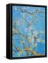 CHERRY BLOSSOM #2-ALLAYN STEVENS-Framed Stretched Canvas