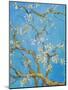 CHERRY BLOSSOM #2-ALLAYN STEVENS-Mounted Art Print