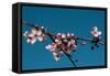 Cherry Blossom 4-Erin Berzel-Framed Stretched Canvas