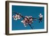 Cherry Blossom 4-Erin Berzel-Framed Photographic Print