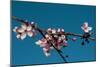 Cherry Blossom 4-Erin Berzel-Mounted Photographic Print