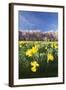 Cherry Blossom and Narcissi Blossom, Palace Garden, Schloss Schwetzingen Palace-Markus Lange-Framed Photographic Print