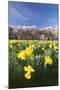 Cherry Blossom and Narcissi Blossom, Palace Garden, Schloss Schwetzingen Palace-Markus Lange-Mounted Photographic Print