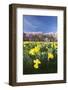 Cherry Blossom and Narcissi Blossom, Palace Garden, Schloss Schwetzingen Palace-Markus Lange-Framed Photographic Print