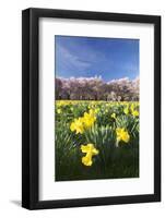 Cherry Blossom and Narcissi Blossom, Palace Garden, Schloss Schwetzingen Palace-Markus Lange-Framed Photographic Print