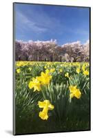 Cherry Blossom and Narcissi Blossom, Palace Garden, Schloss Schwetzingen Palace-Markus Lange-Mounted Photographic Print