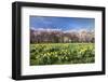 Cherry Blossom and Narcissi Blossom, Palace Garden, Schloss Schwetzingen Palace-Markus Lange-Framed Photographic Print