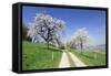 Cherry Blossom at Eggenen Valley-Marcus-Framed Stretched Canvas