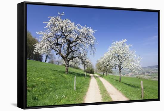 Cherry Blossom at Eggenen Valley-Marcus-Framed Stretched Canvas
