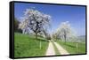 Cherry Blossom at Eggenen Valley-Marcus-Framed Stretched Canvas