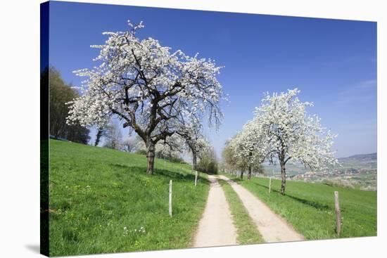 Cherry Blossom at Eggenen Valley-Marcus-Stretched Canvas