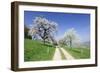 Cherry Blossom at Eggenen Valley-Marcus-Framed Photographic Print