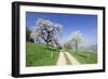 Cherry Blossom at Eggenen Valley-Marcus-Framed Photographic Print