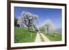 Cherry Blossom at Eggenen Valley-Marcus-Framed Photographic Print
