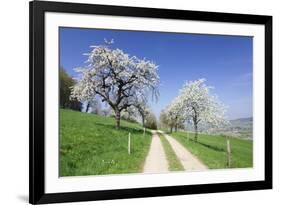 Cherry Blossom at Eggenen Valley-Marcus-Framed Photographic Print