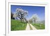 Cherry Blossom at Eggenen Valley-Marcus-Framed Photographic Print